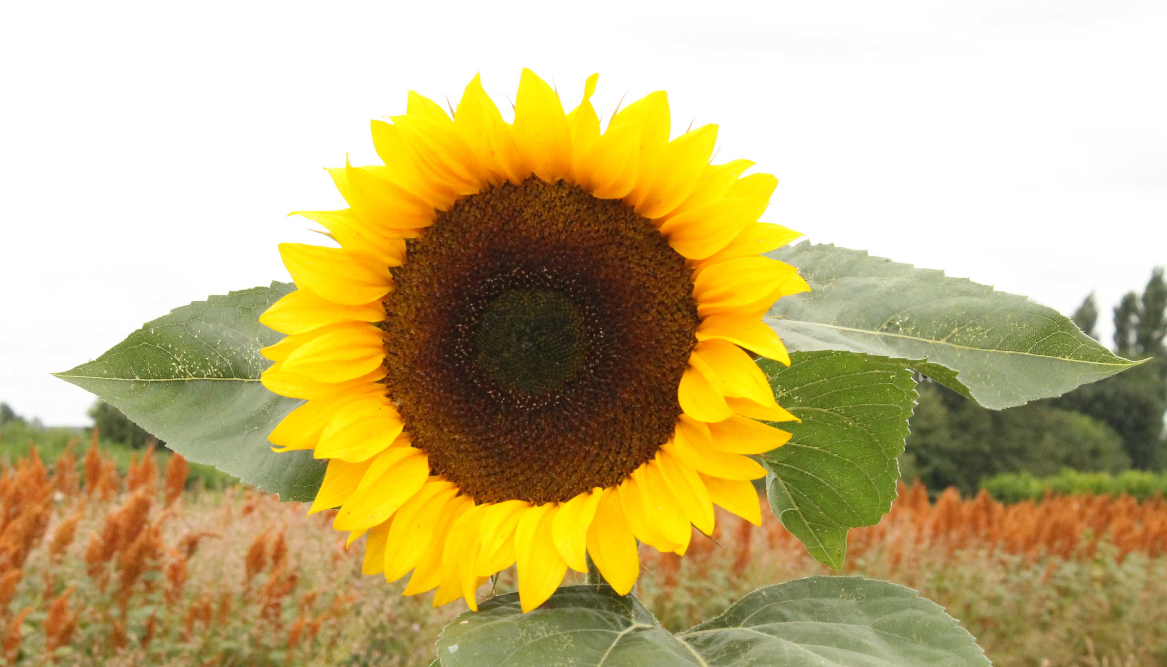 Zonnebloem