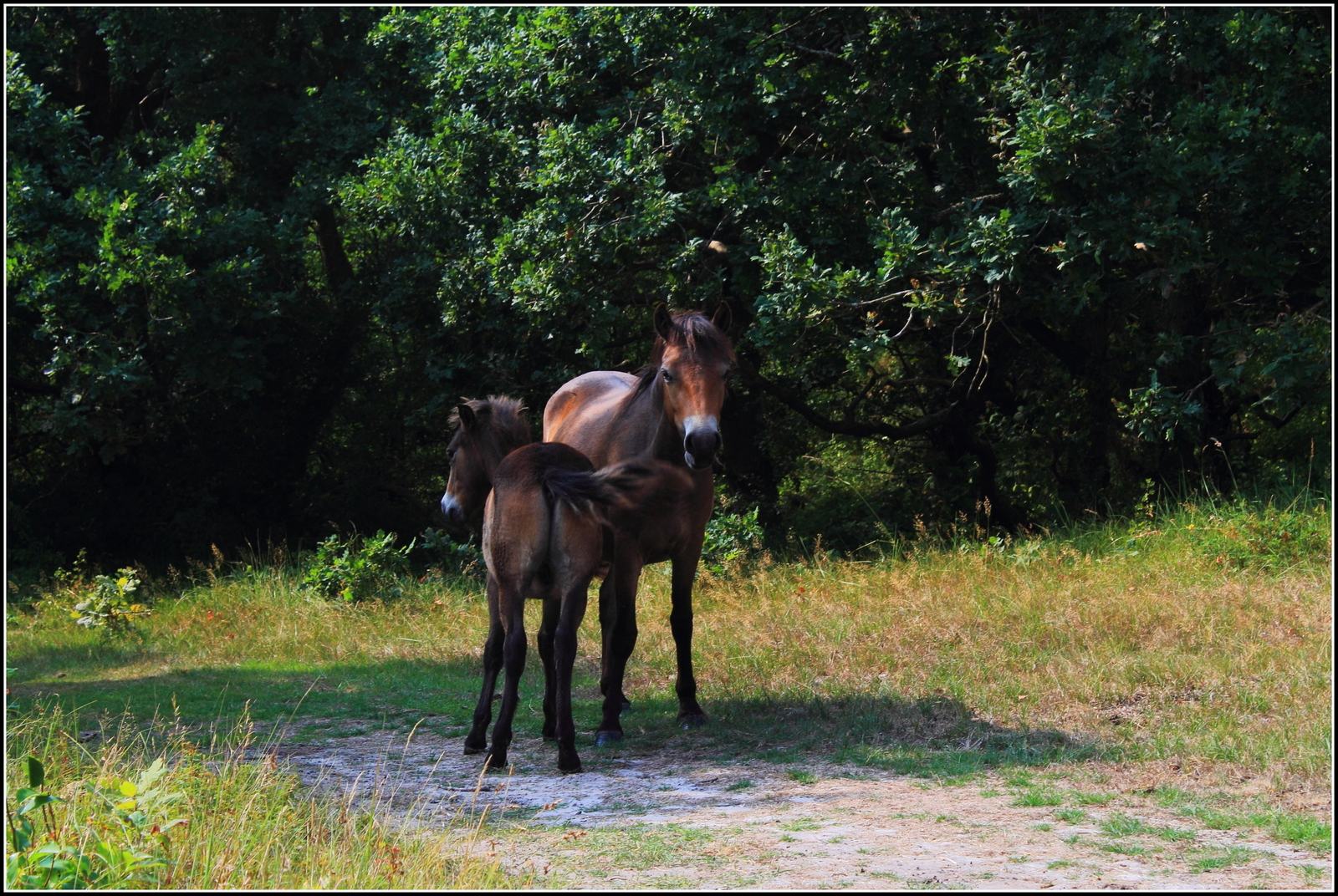 Wilde paarden Bergense duinen.