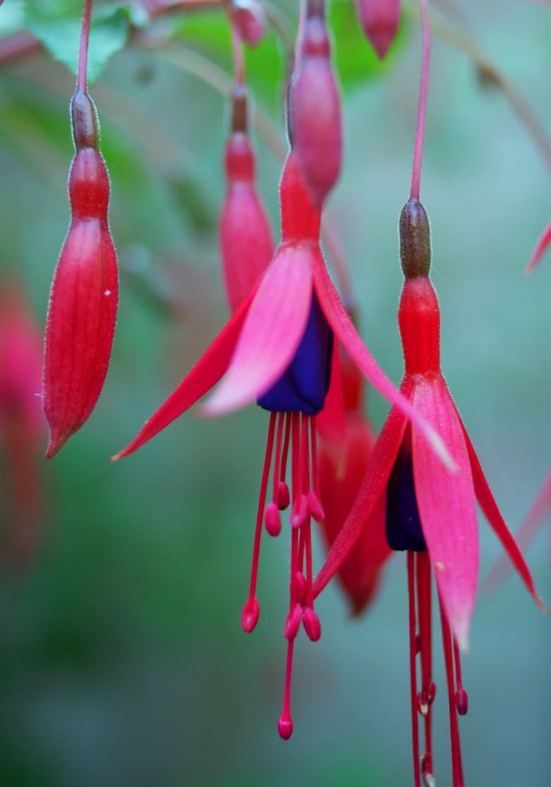 Fuchsia