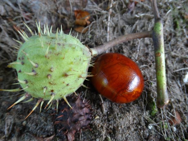 Rode paardenkastanje