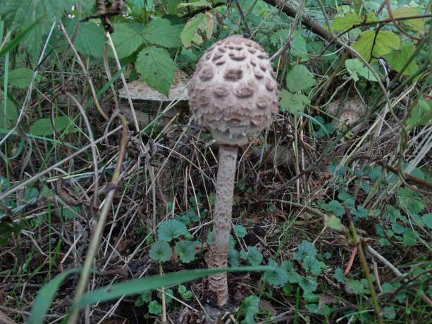 Grote parasolzwam vervolg 