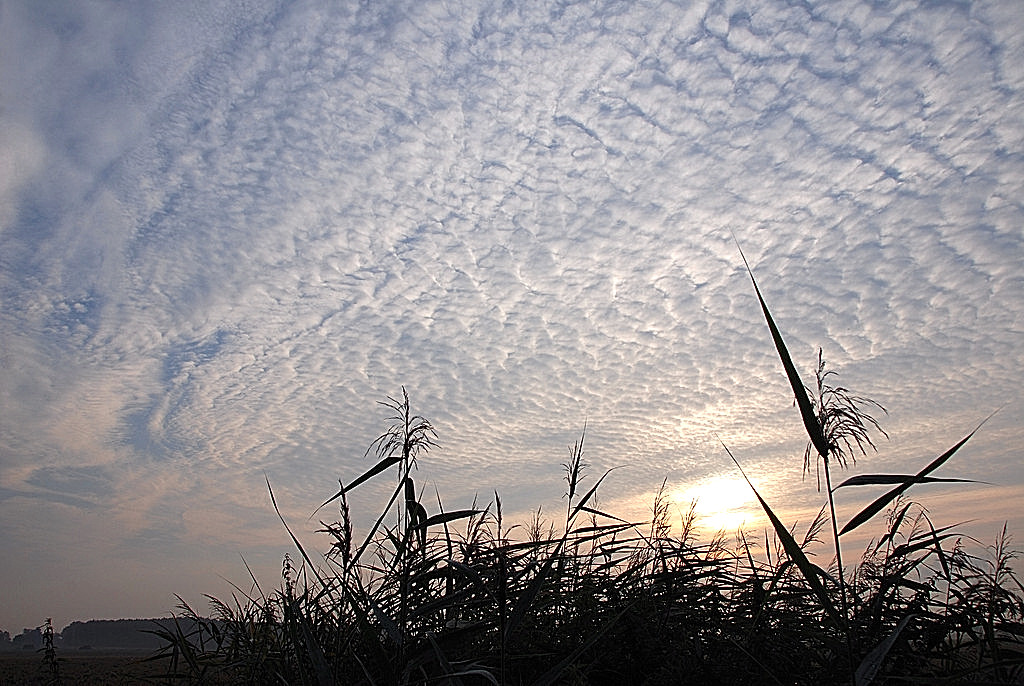 Zon en schapenwolkjes.