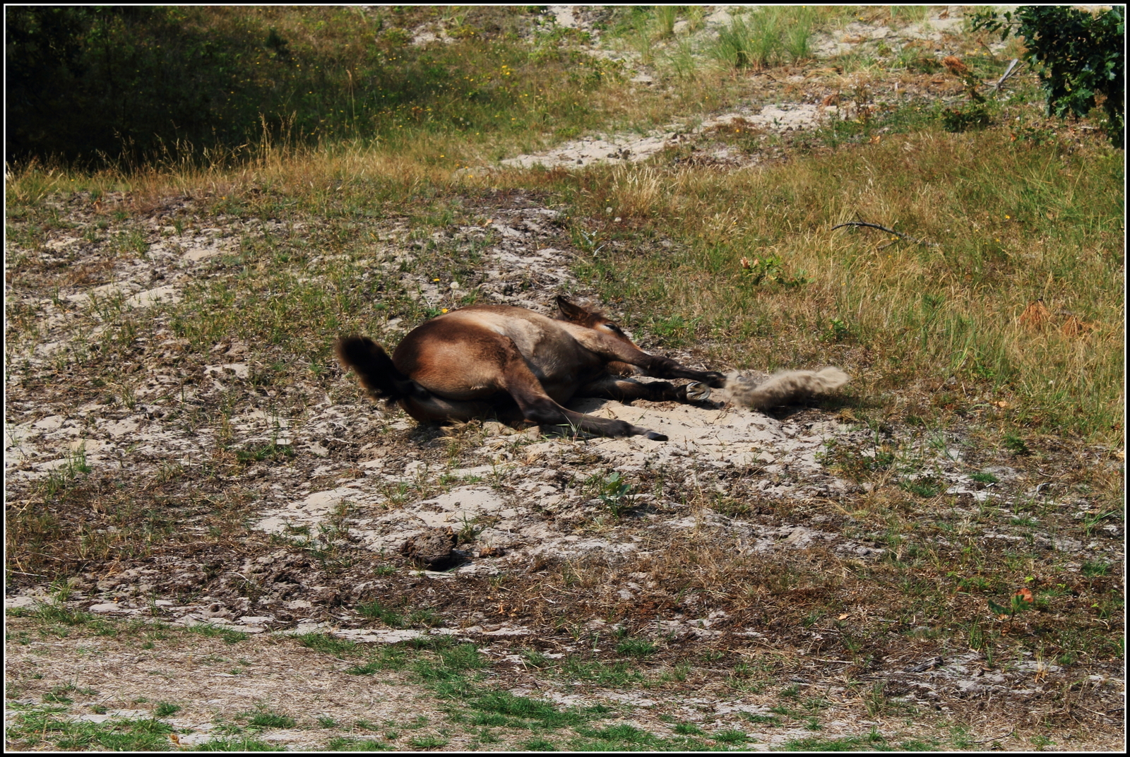 Wilde paarden Bergense duinen.