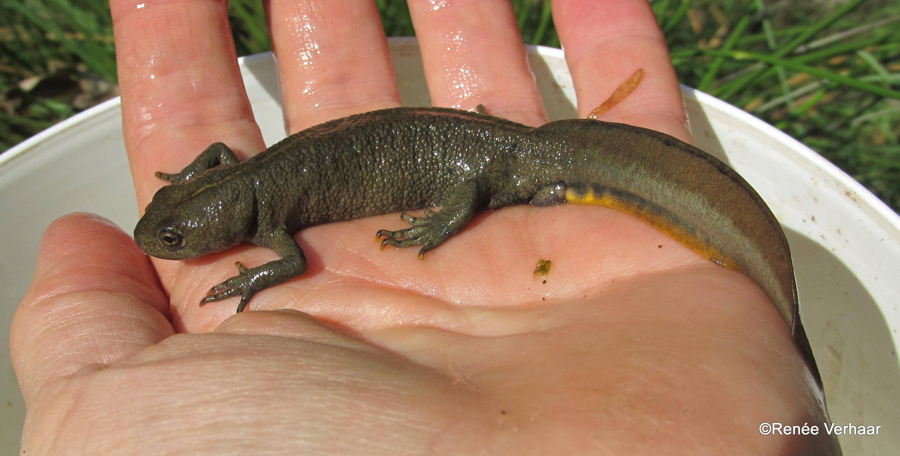 Italiaanse kamsalamander