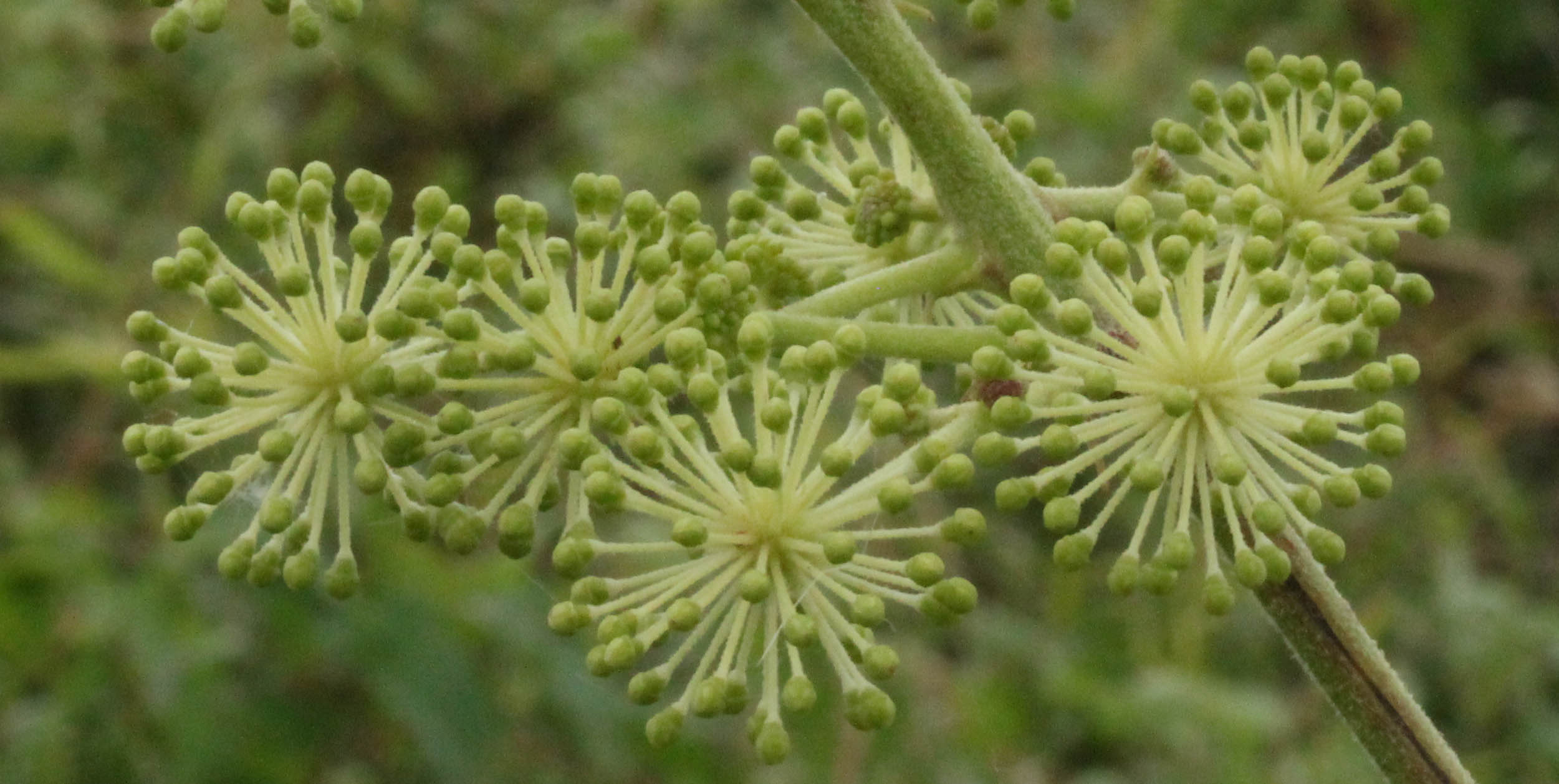 Aralia vrucht