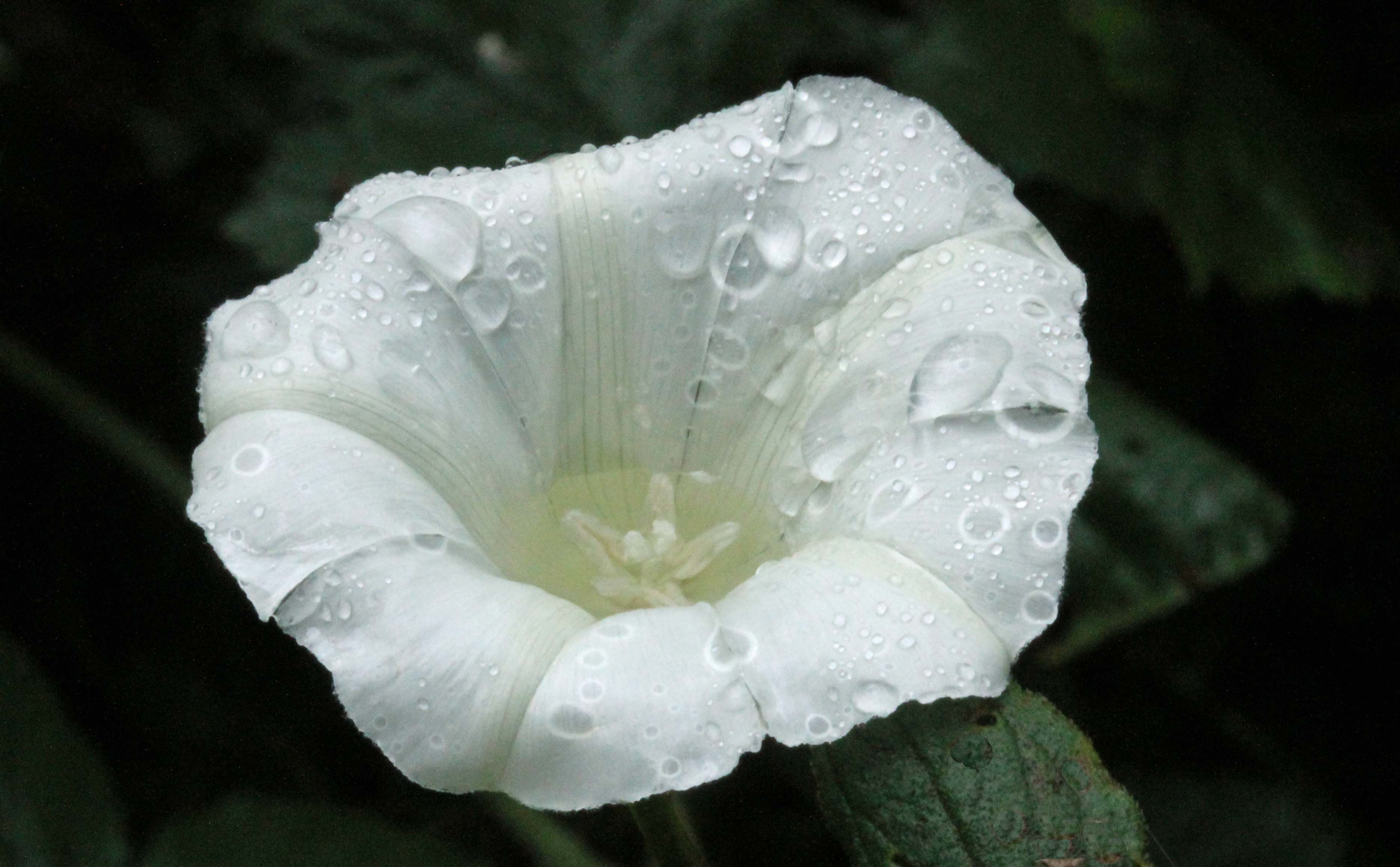 Hagewindebloem