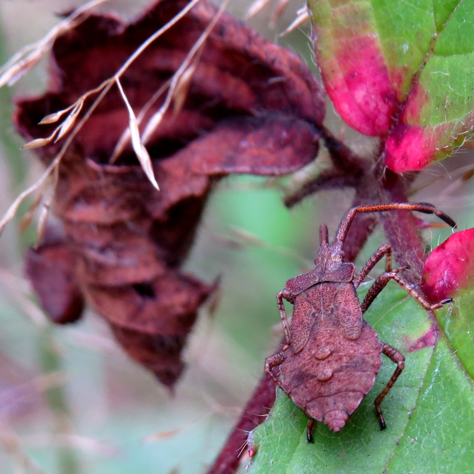 Wants in herfstkleur