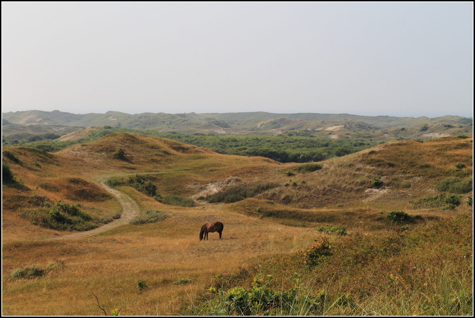 Wilde paarden Bergense duinen.