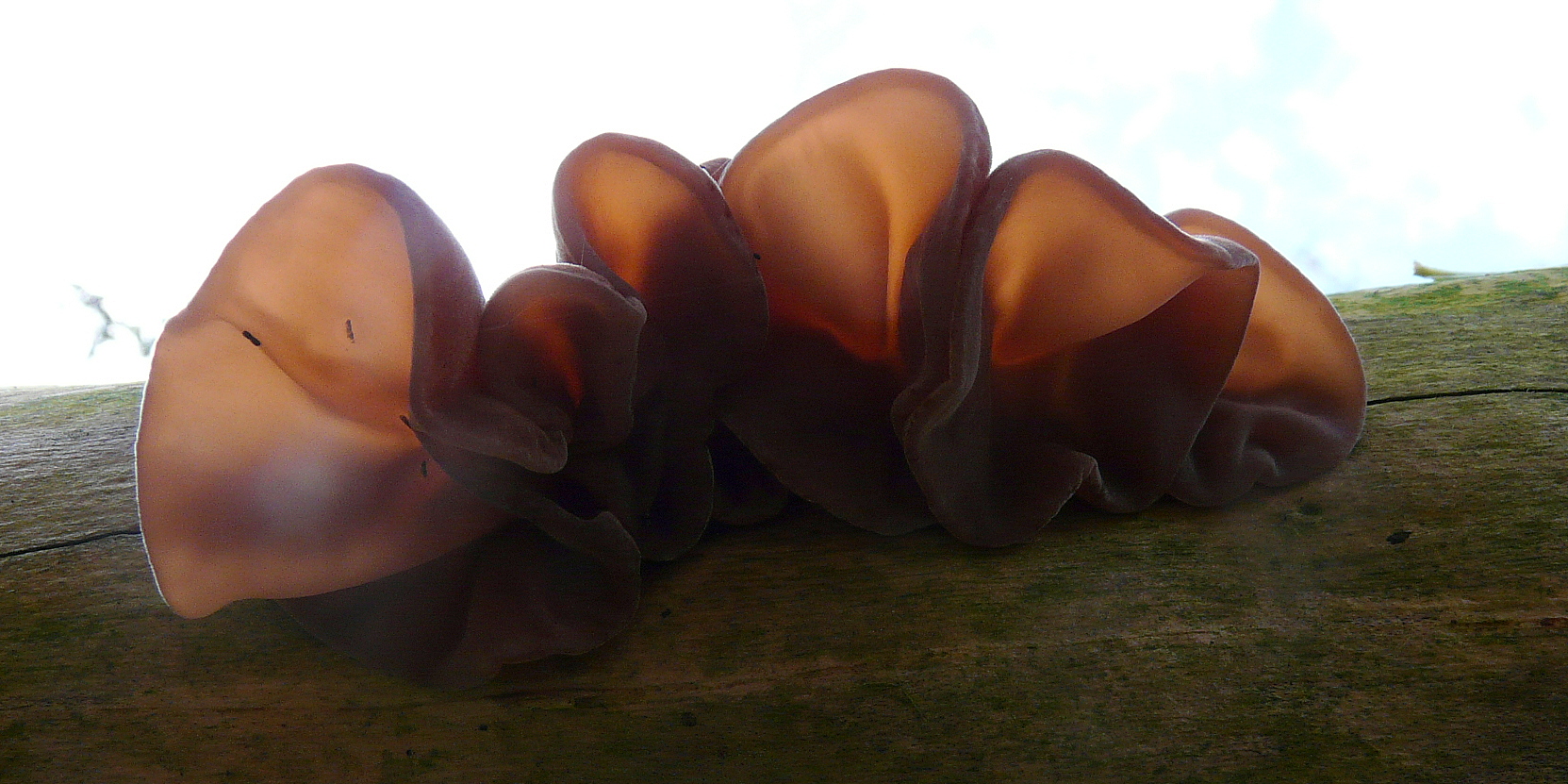 Judasoor  tegen het licht