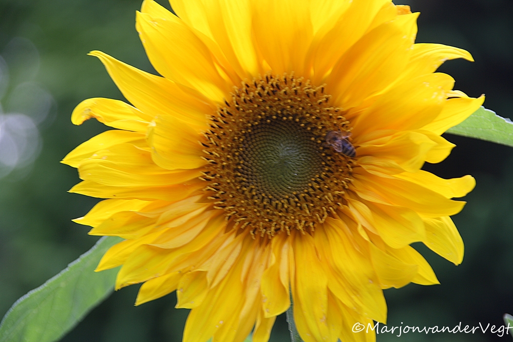 zonnebloem waar zijt gij
