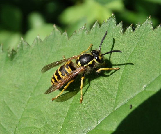Gewone wesp