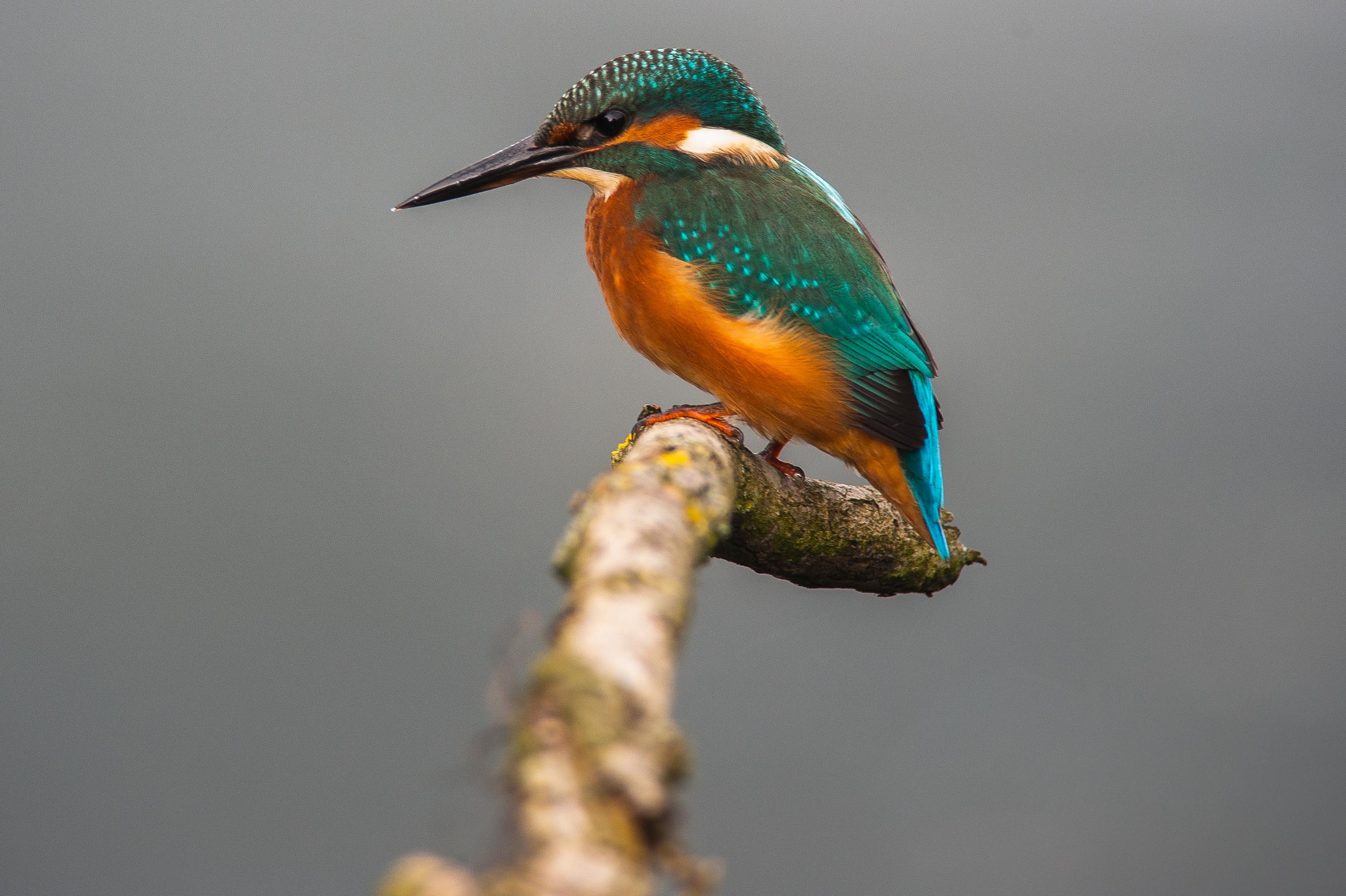 Ijsvogel