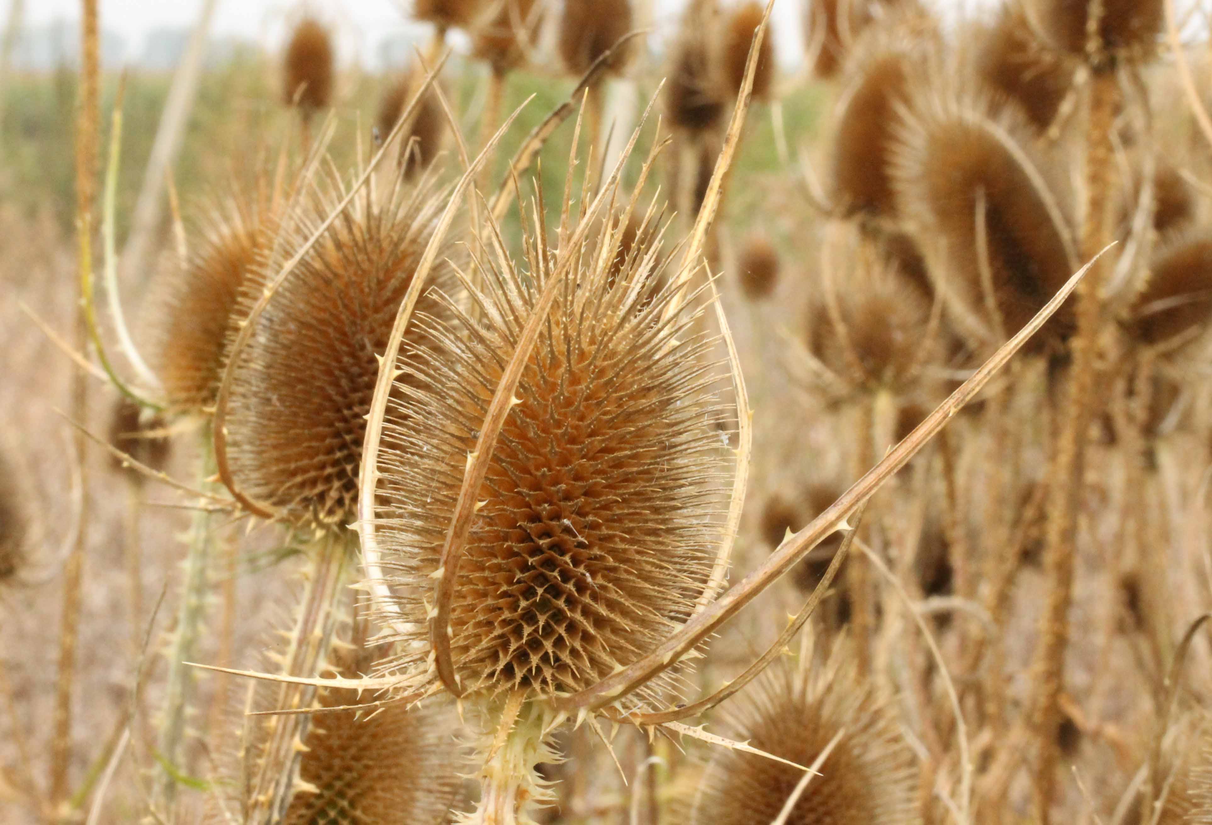 Uitgebloeide sierdistel