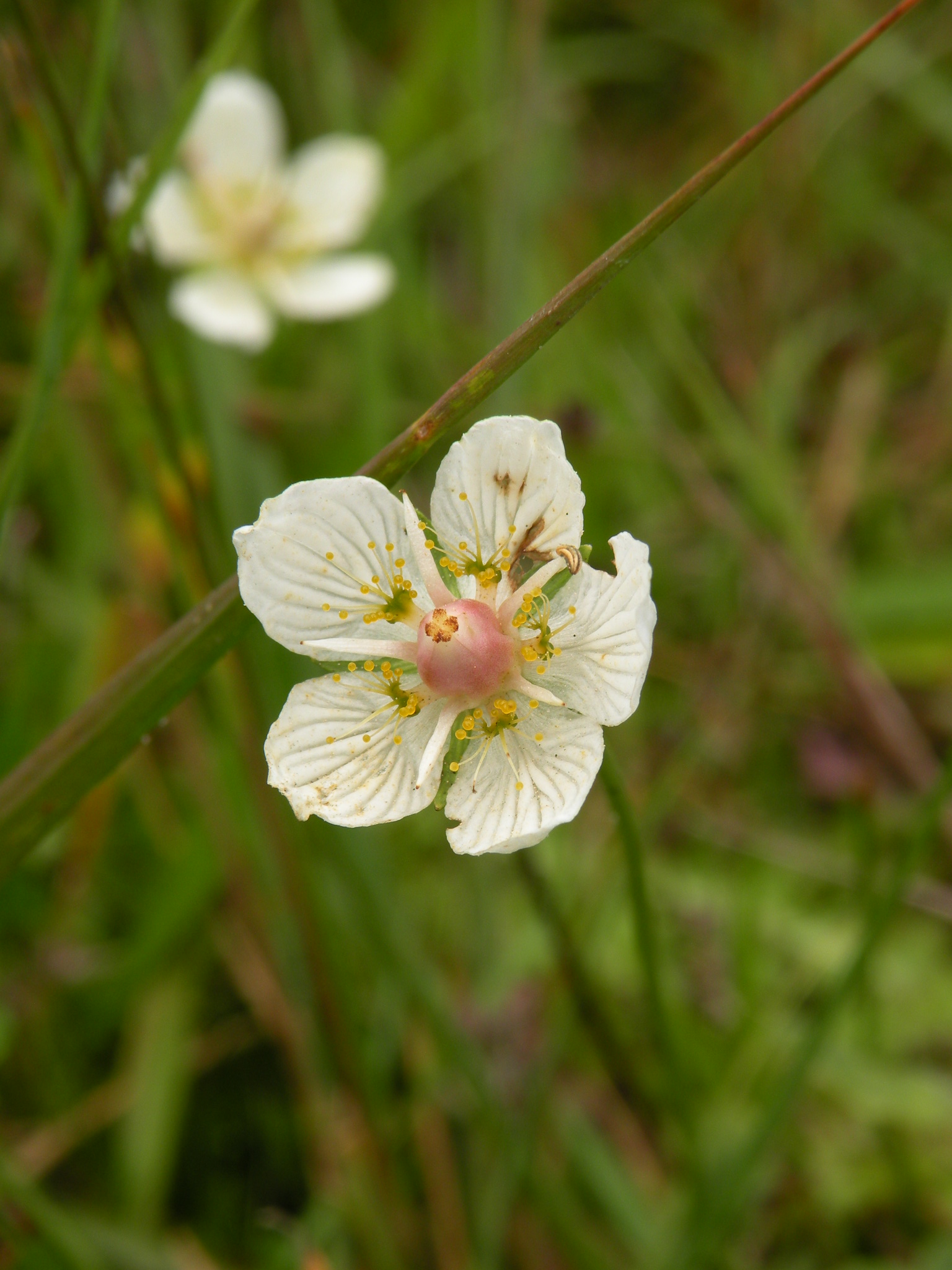 Parnassia