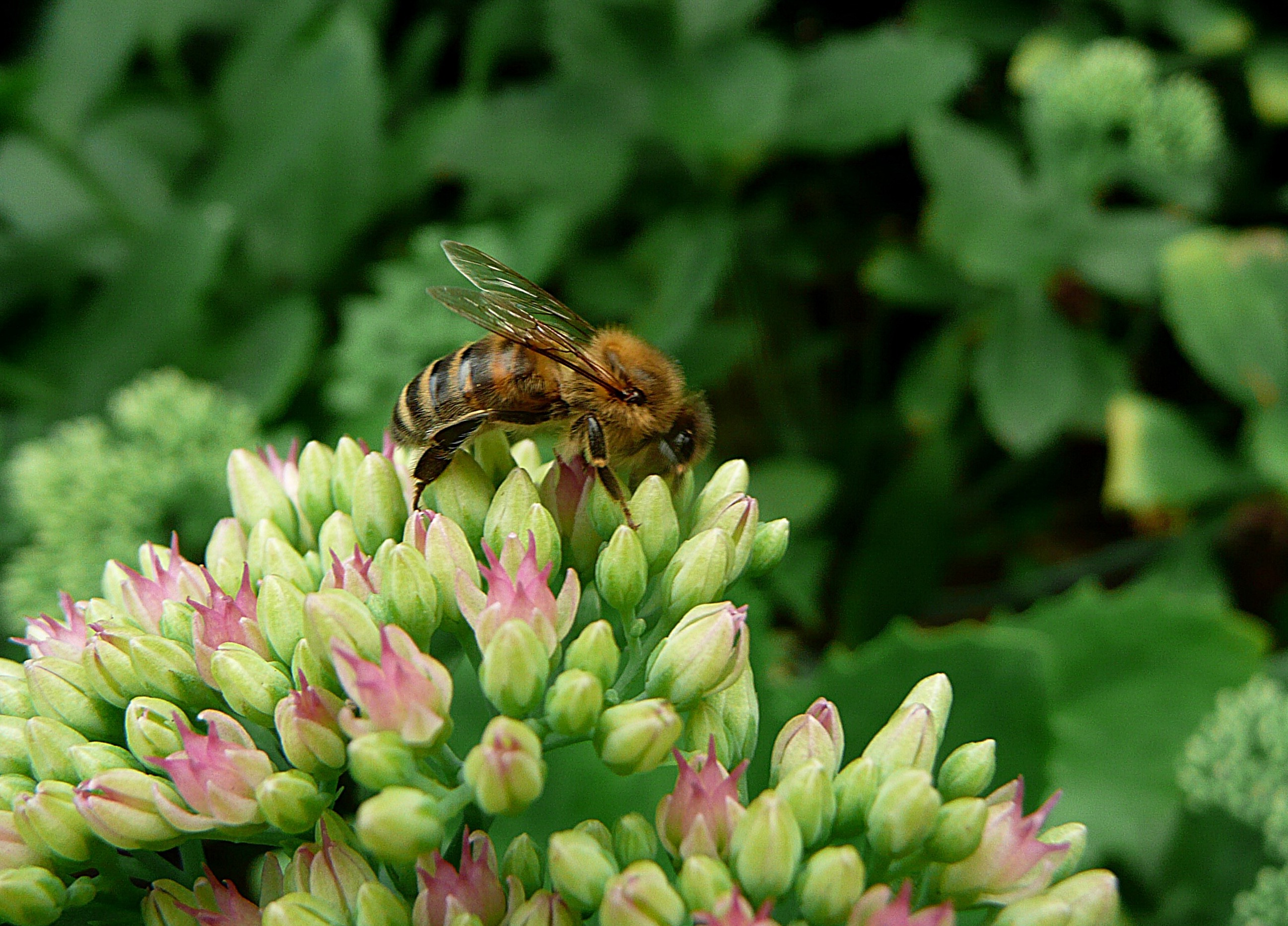 Bij op de Sedum