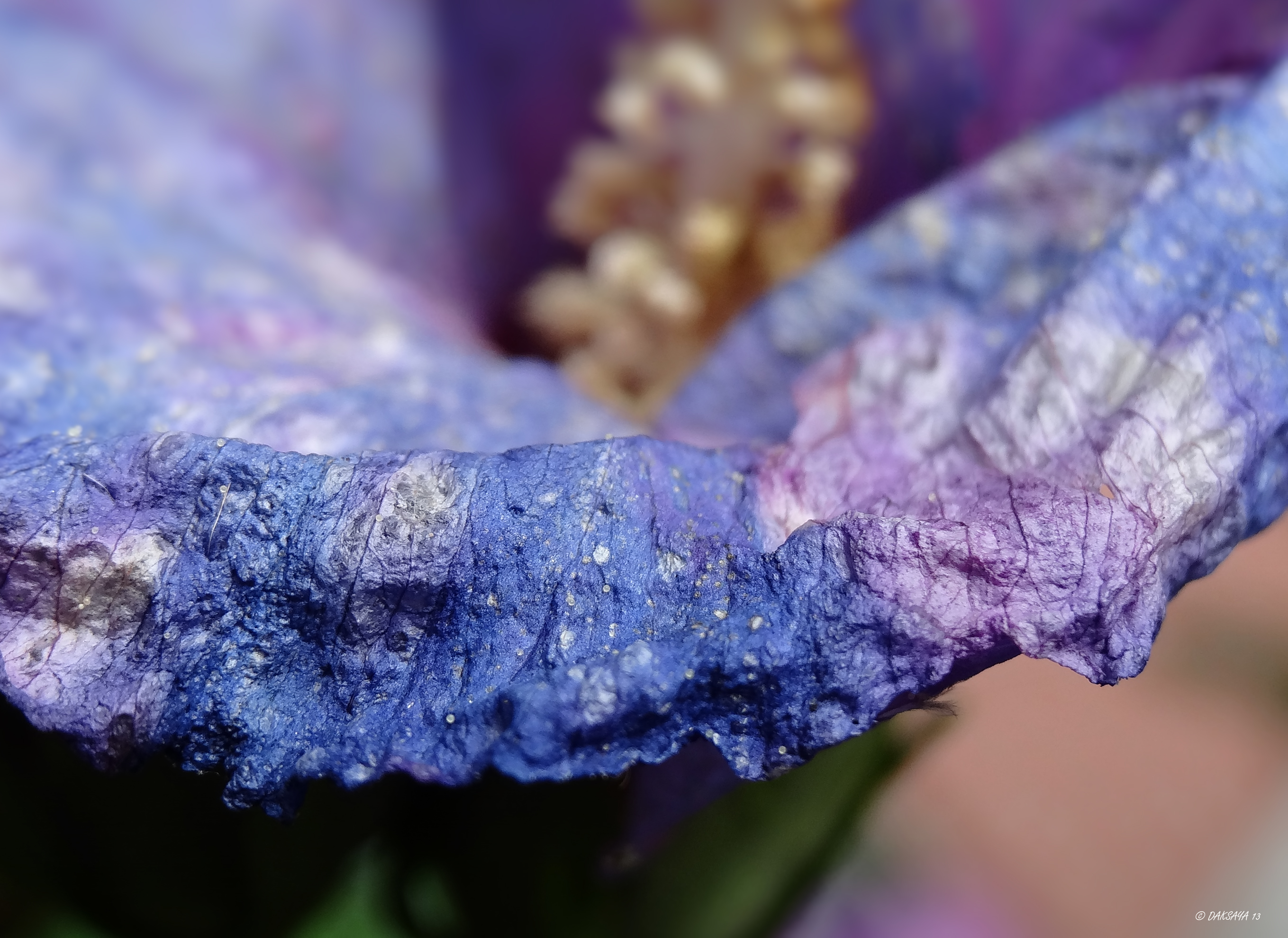 Hibiscus 
