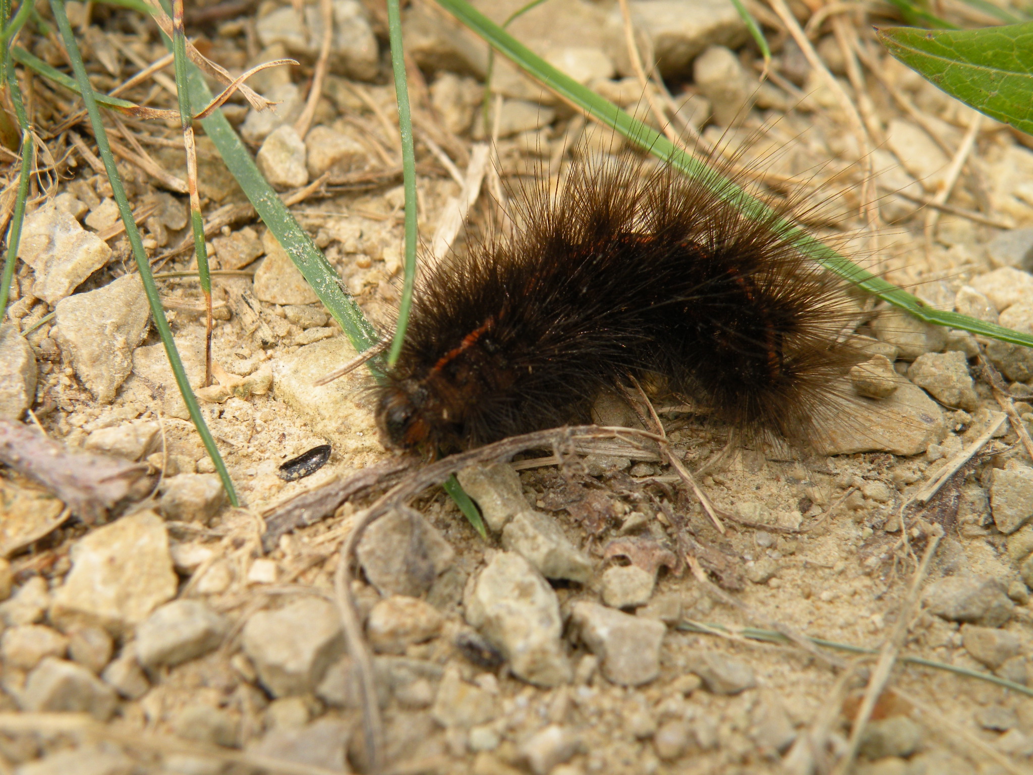 Rups Grotebeervlinder?