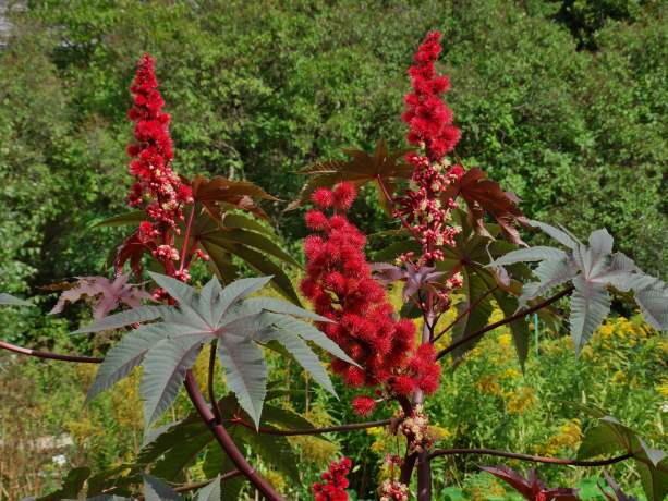 Ricinus