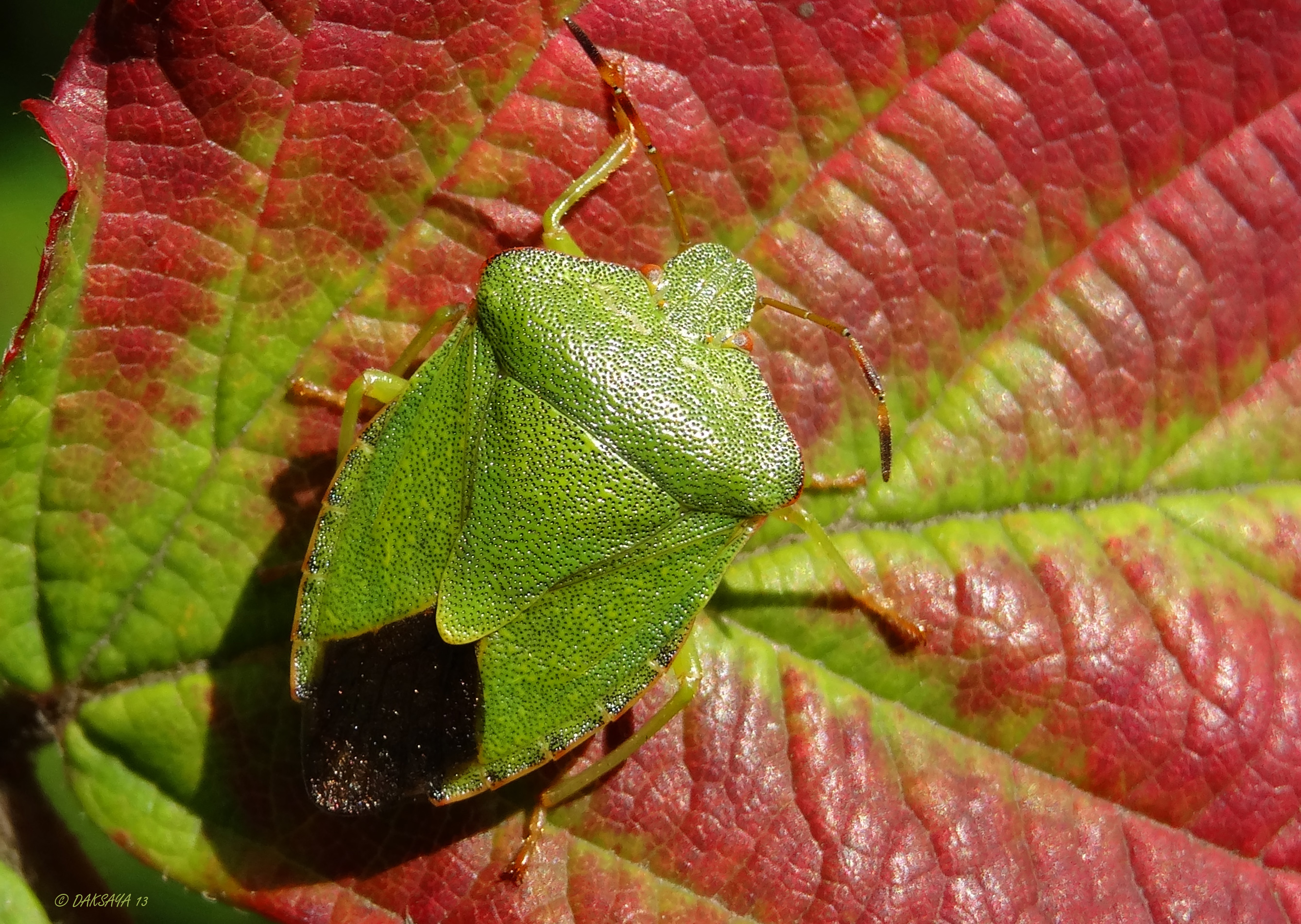 Groene stinkwants