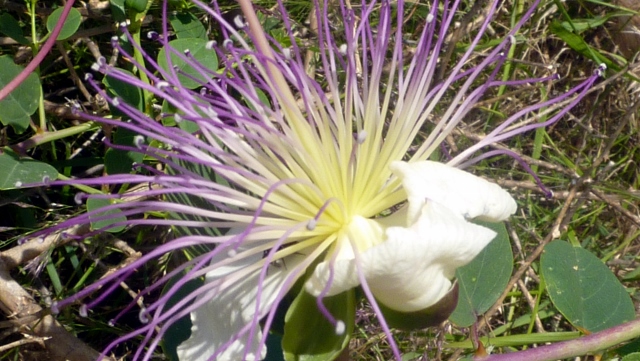 bloem, van welke plant?