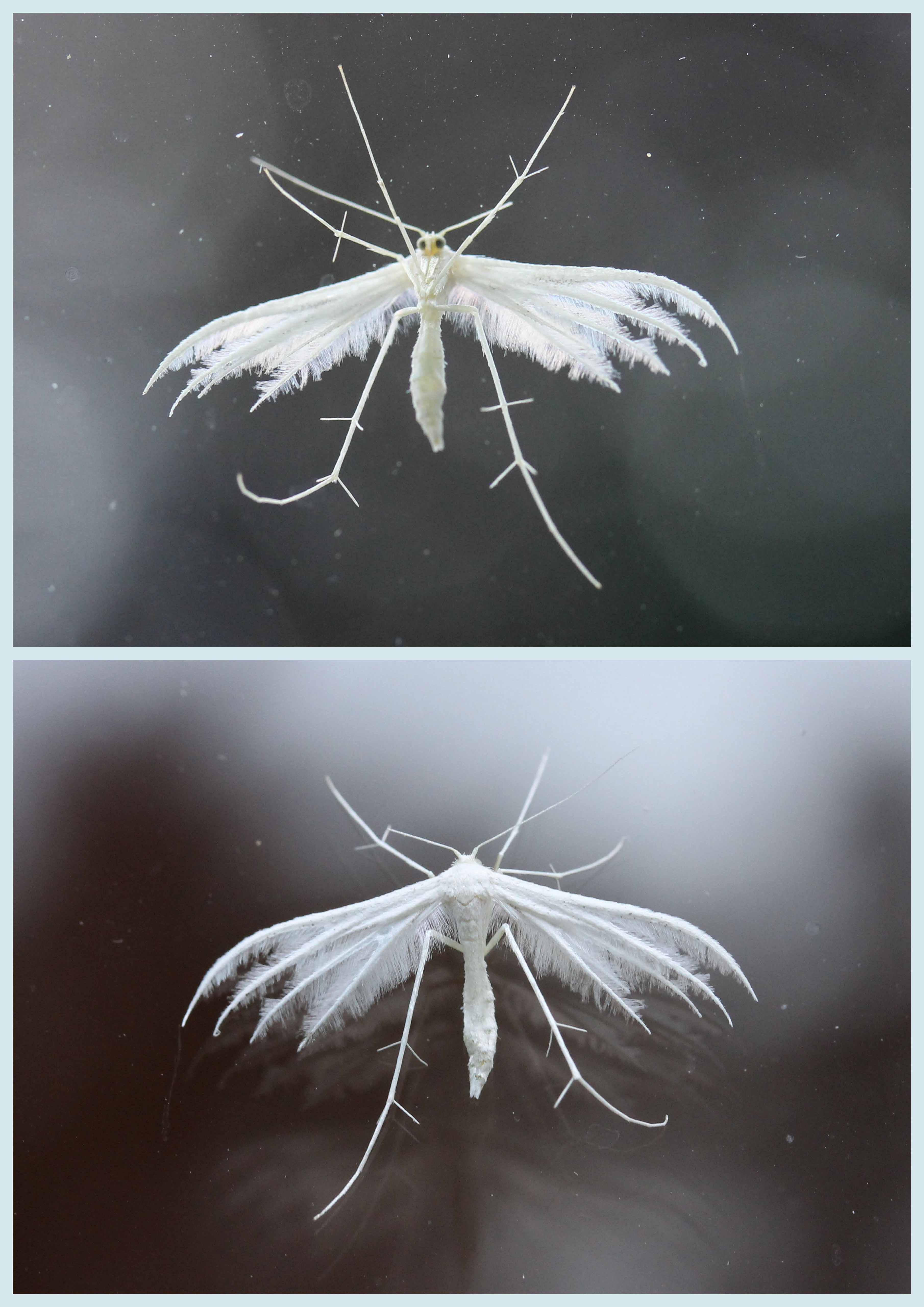 microvlinder