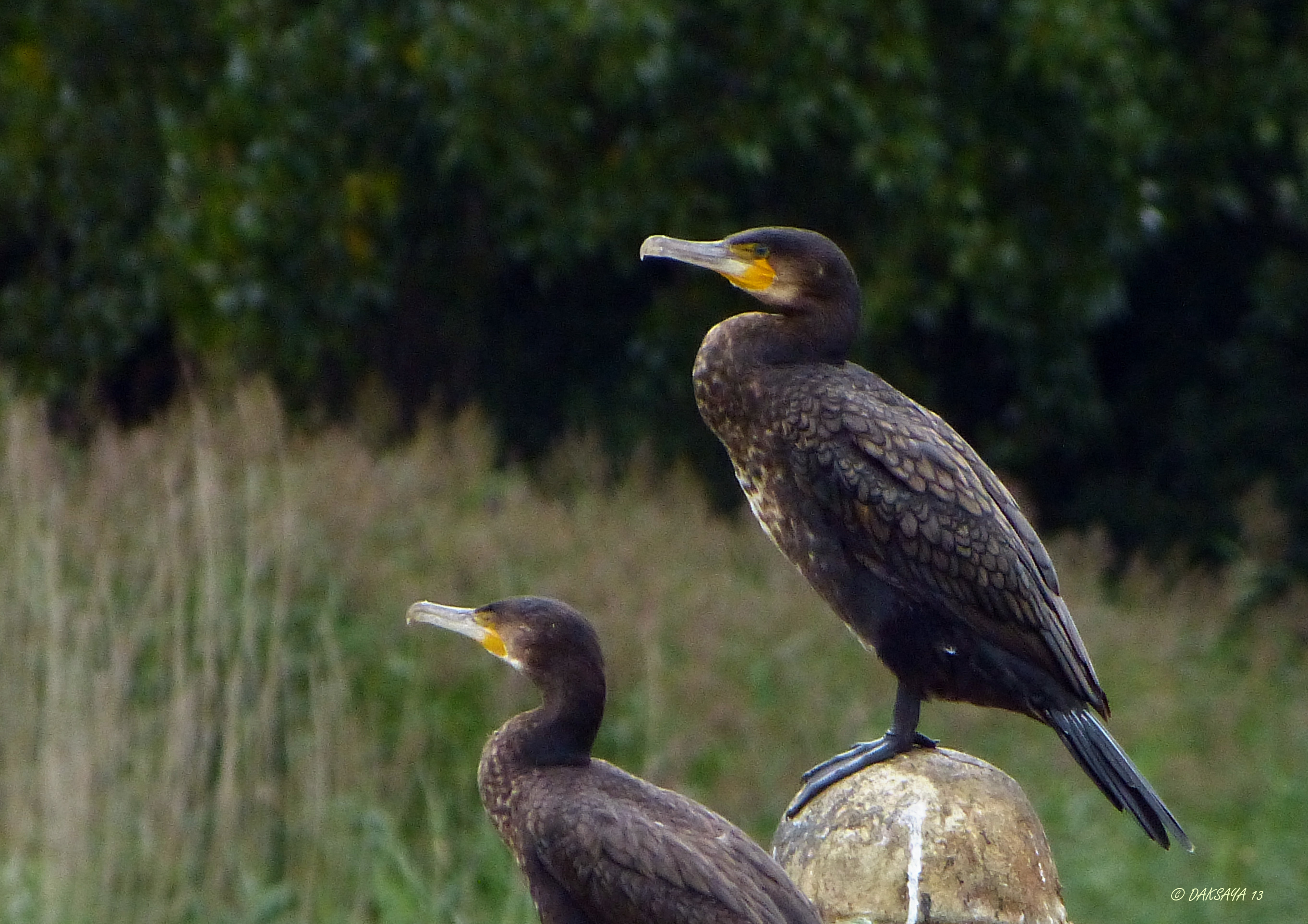 Aalscholvers