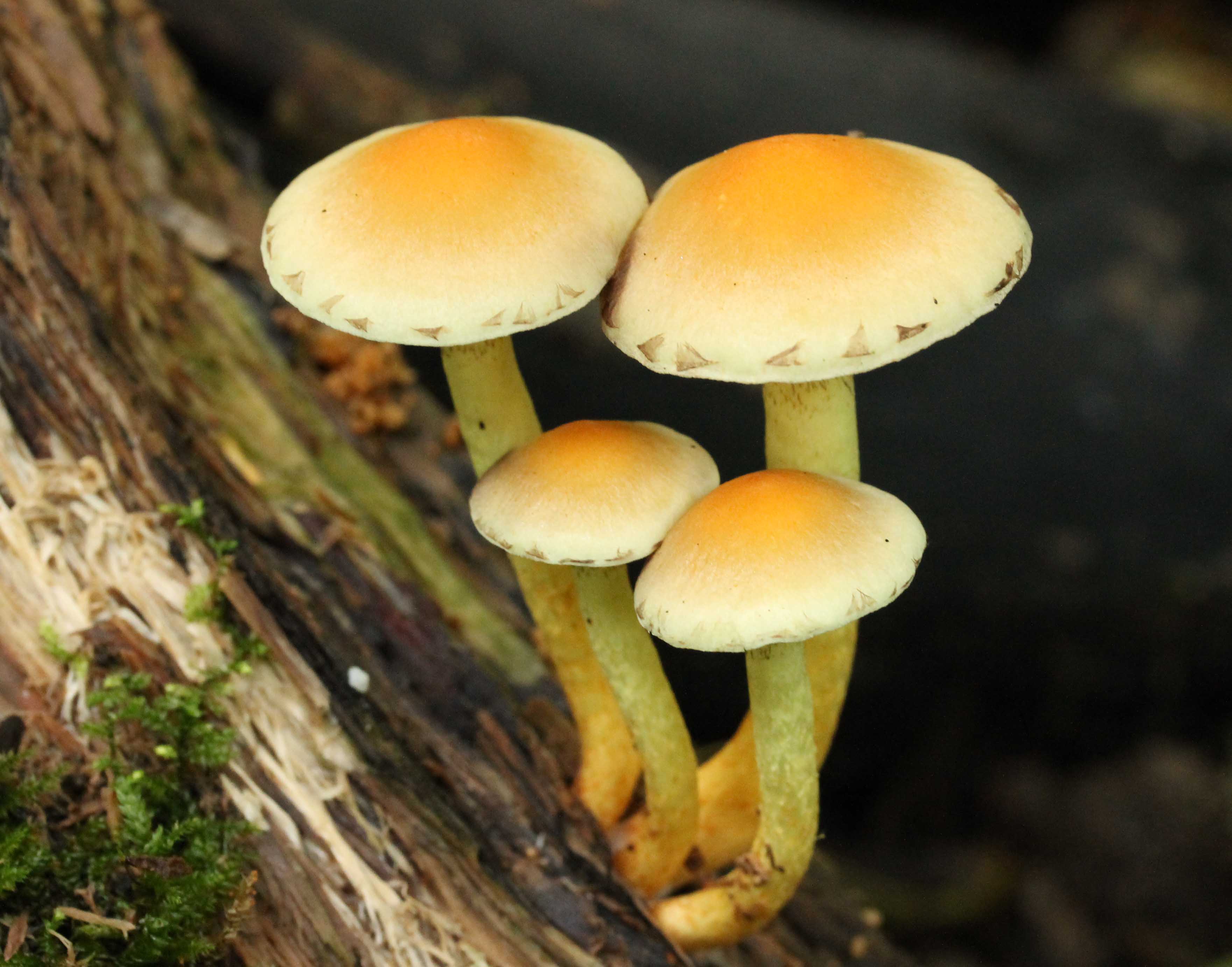 Schemerlampjes in het bos