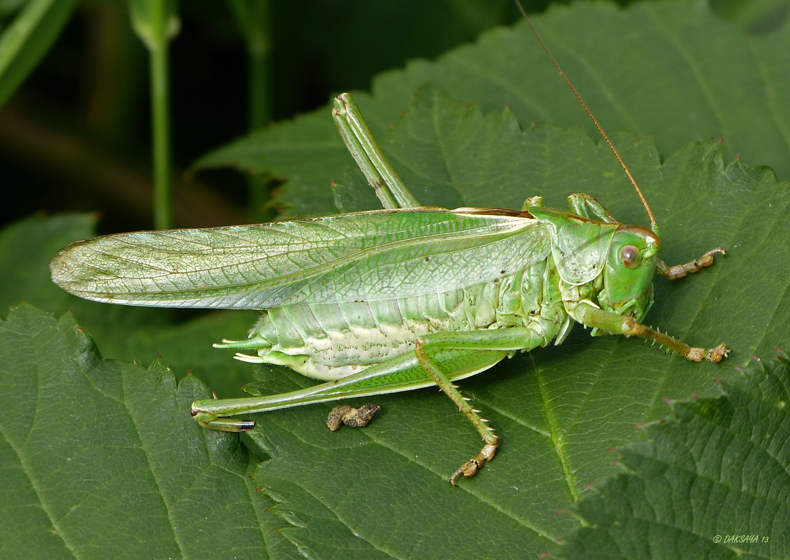 Grote groene sabelsprinkhaan (m)