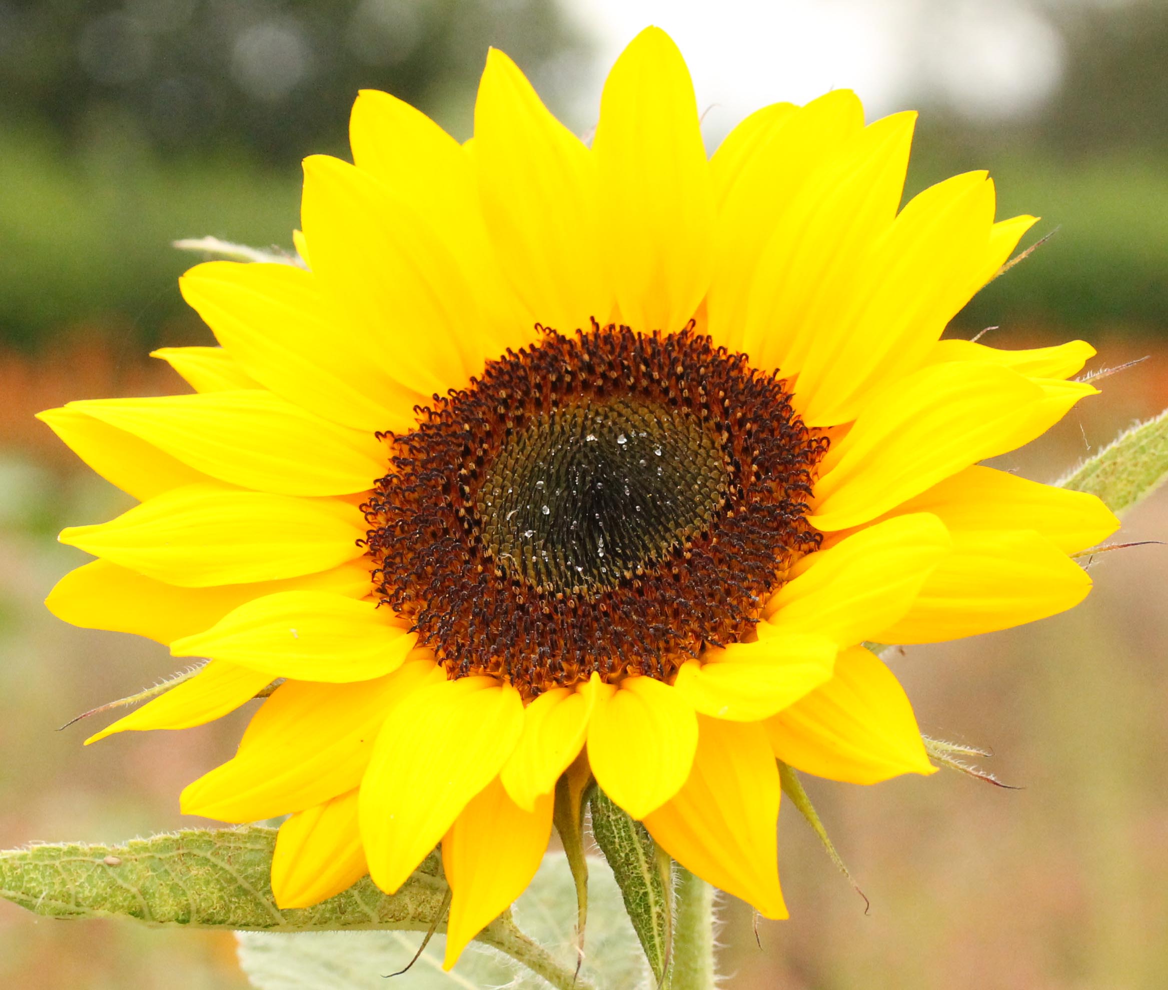 Zonnebloem