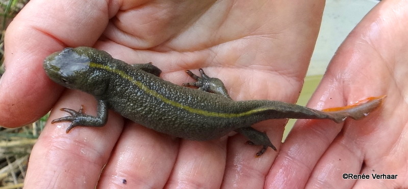 Italiaanse kamsalamander