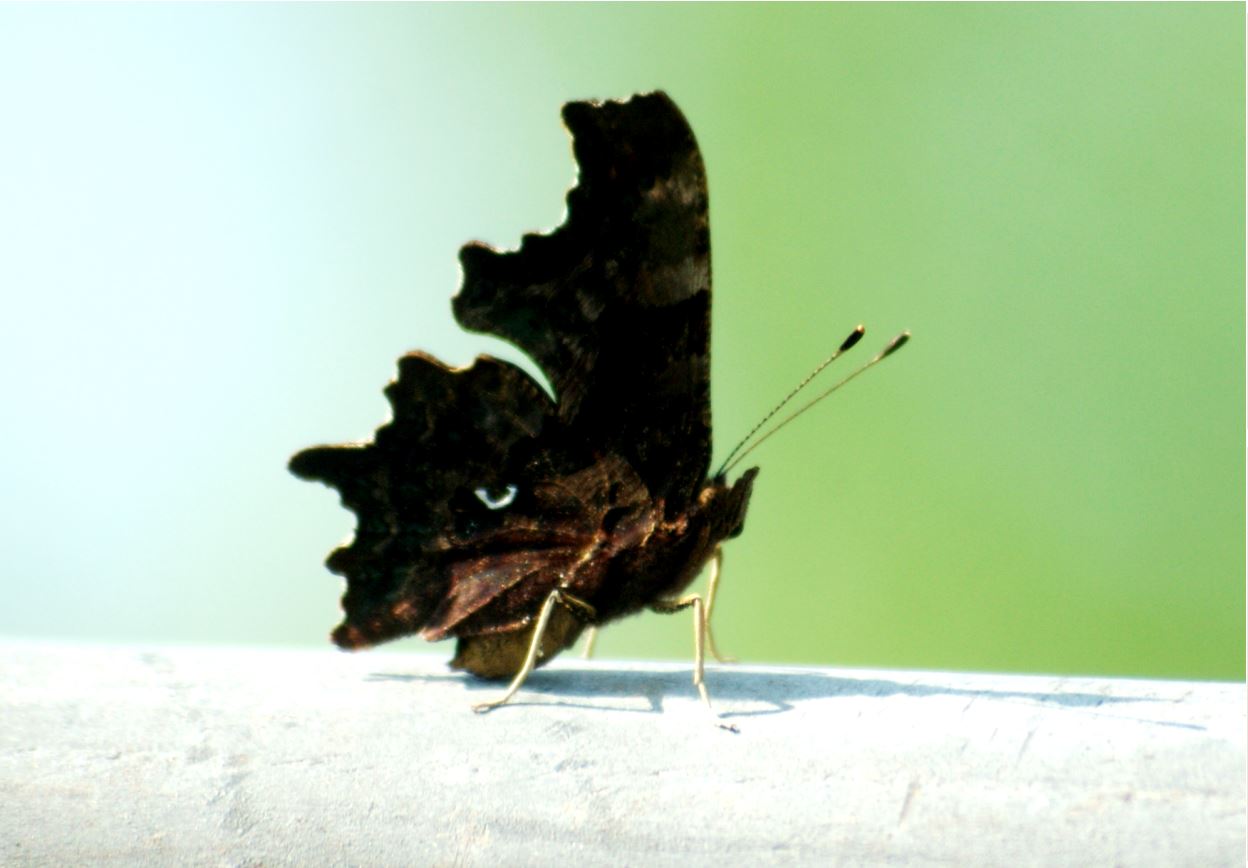 Silhouet  gehakkelde Aurelia