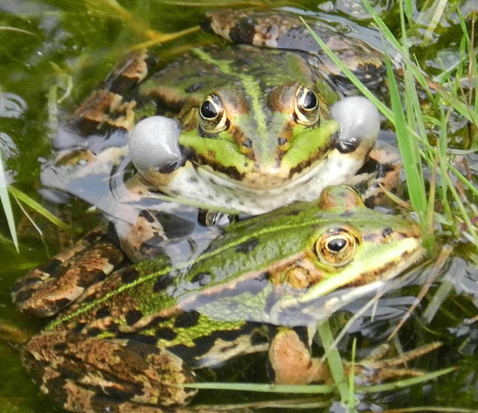 Wil jij verkering met mij??