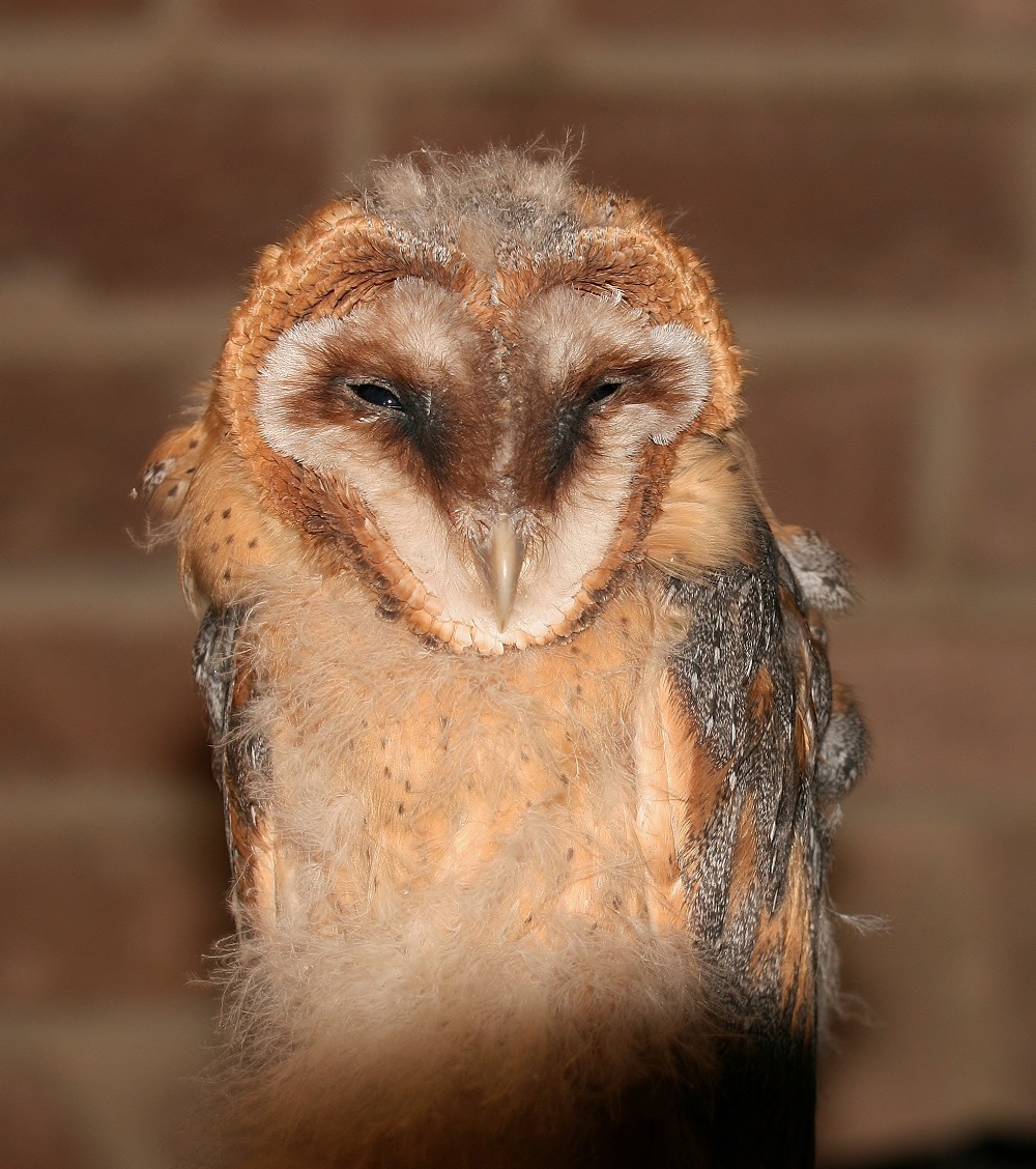 Jonge kerkuil.