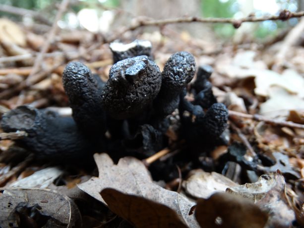 Houtknotszwam ook wel Dodemansvingers genoemd.