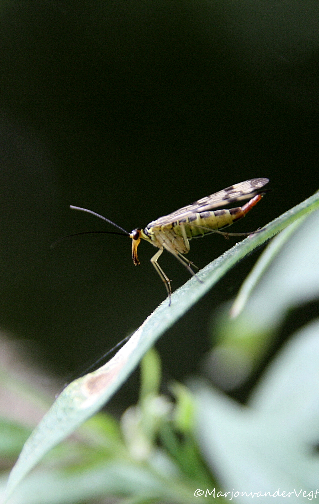 Schorpioenvlieg