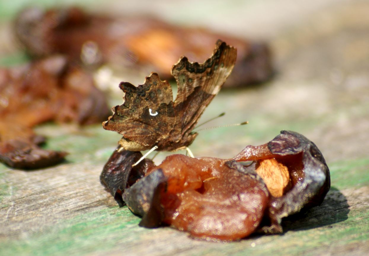 Aurelia op verrot fruit