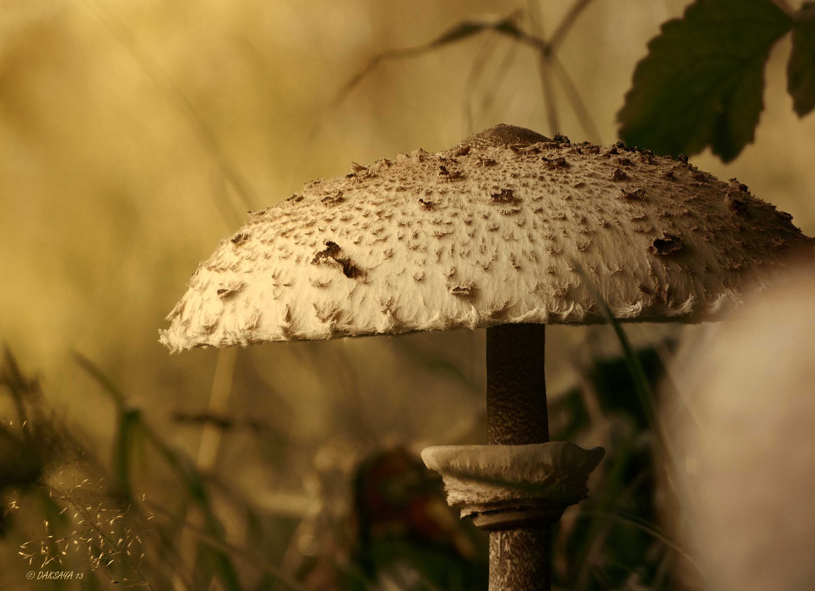 Grote parasolzwam