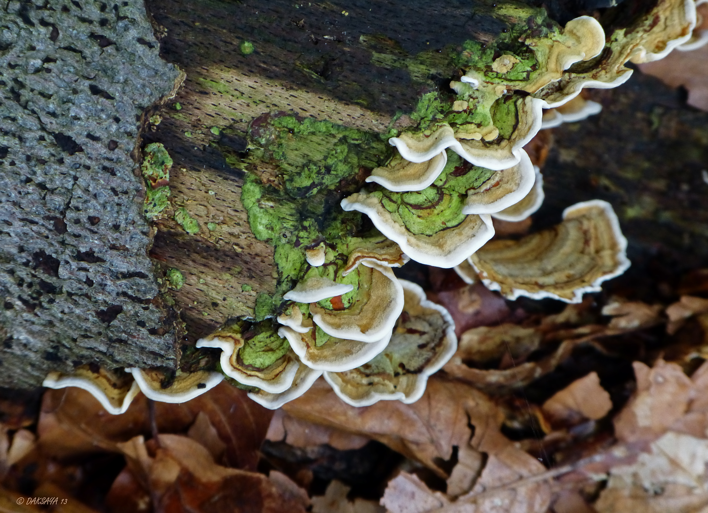 Elfenbankjes