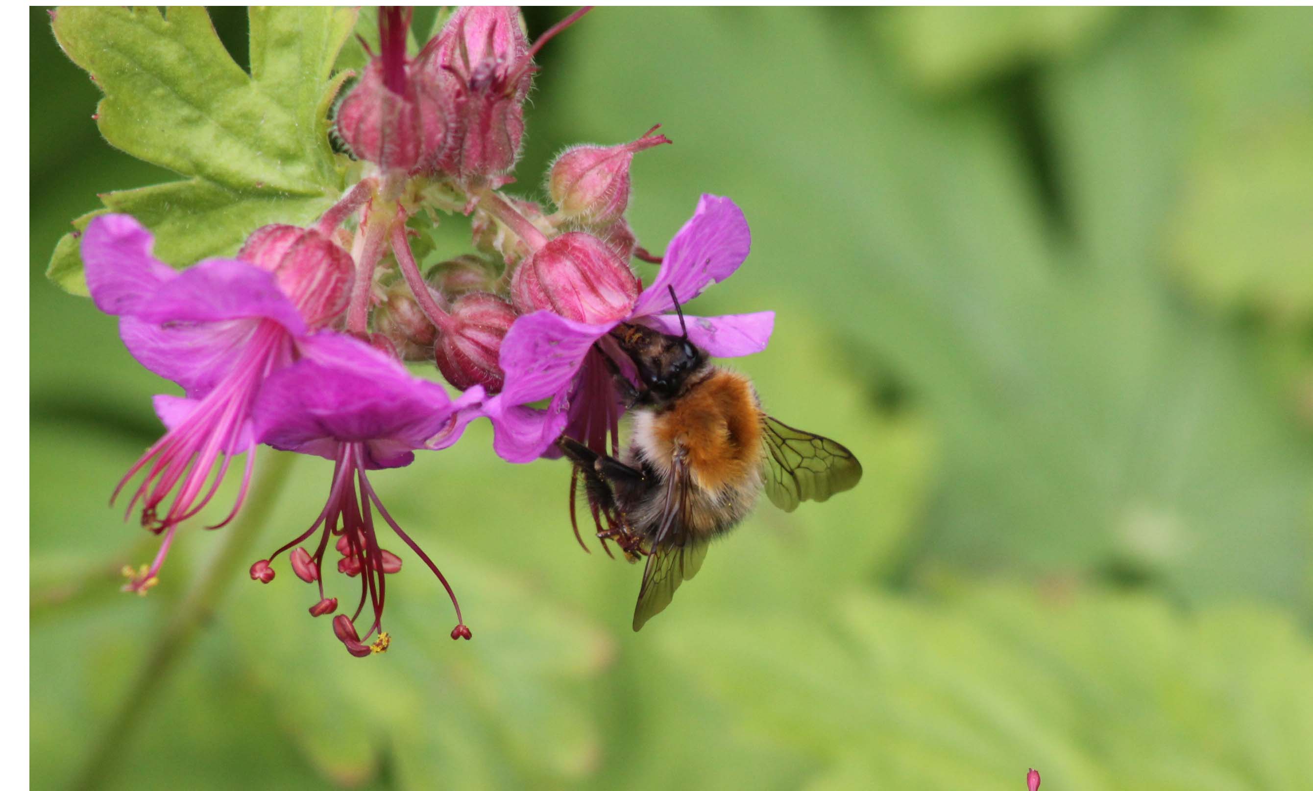 Hommel snoept van Koekkoeksbloem