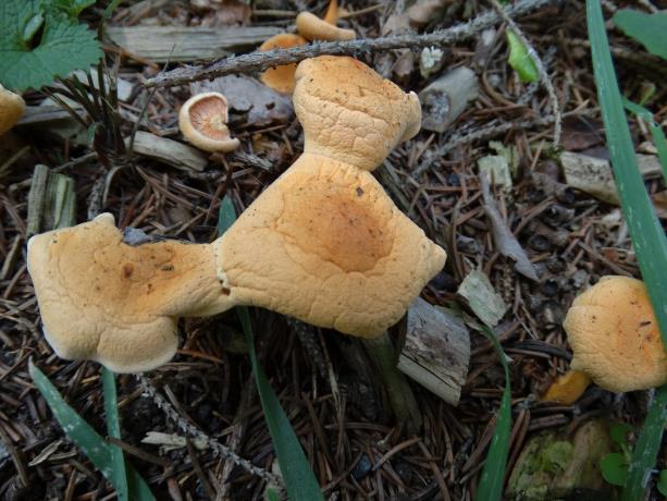 Streek van moeder natuur