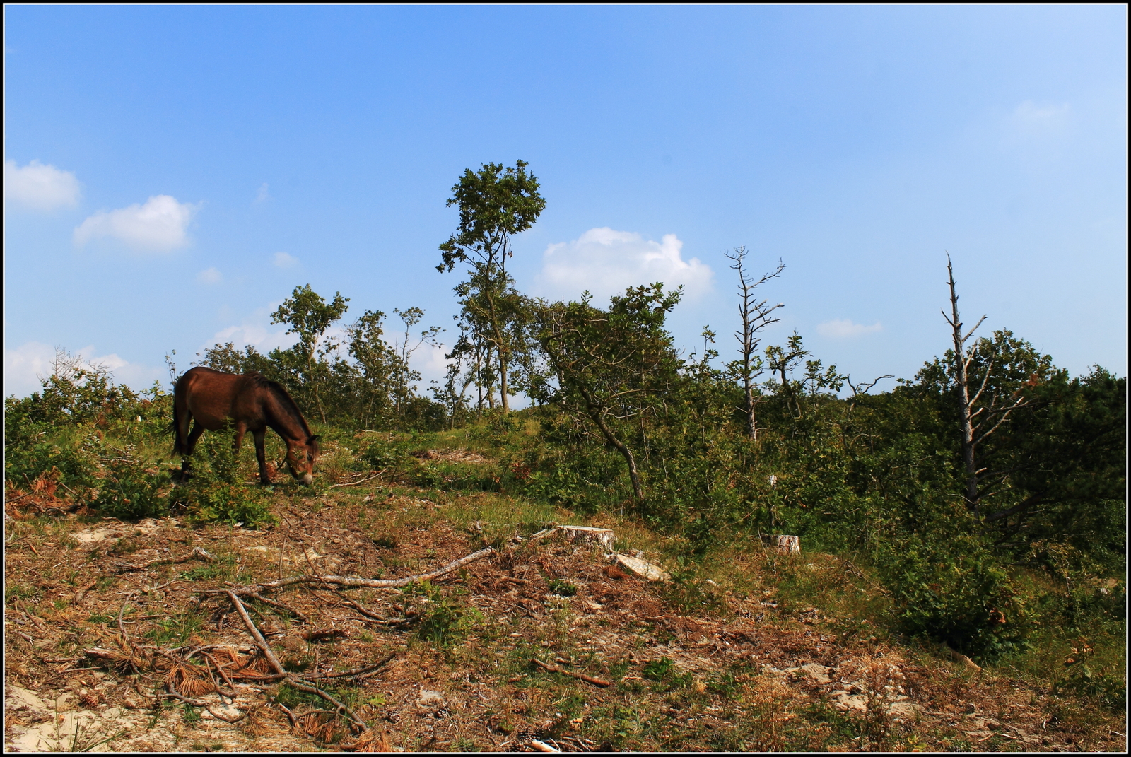 Wilde paarden Bergense duinen.