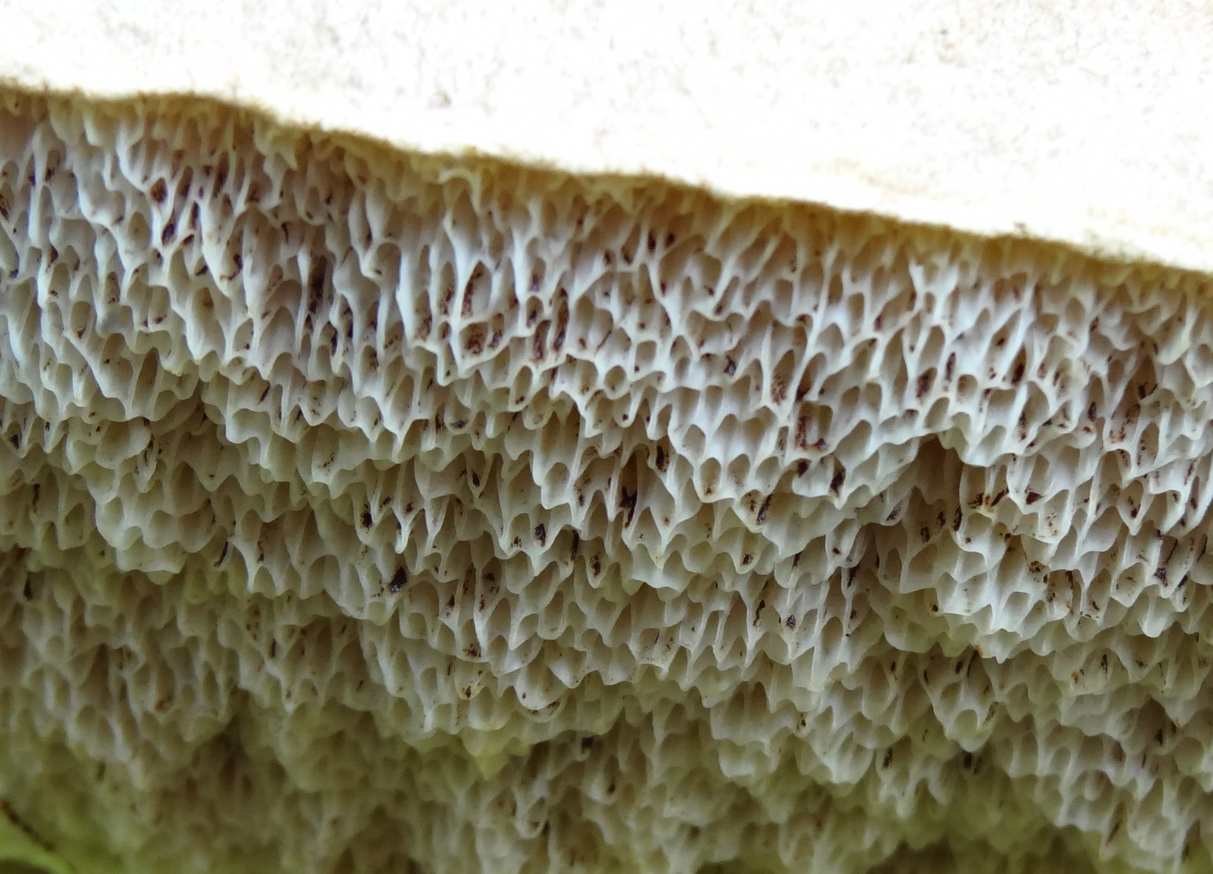 Detail eekhoorntjesbrood