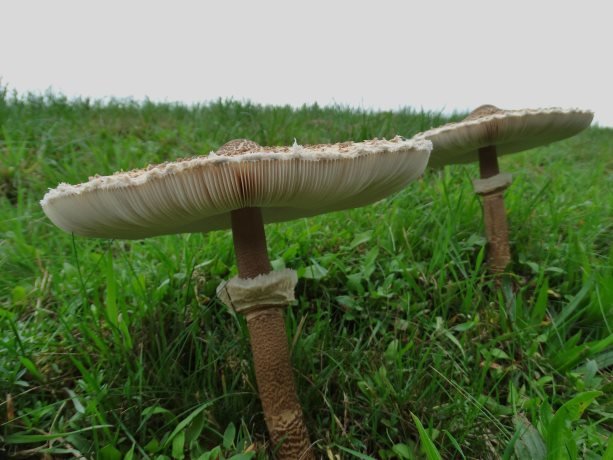 Grote parasolzwam vervolg 2
