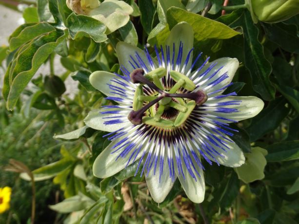 Passiflora