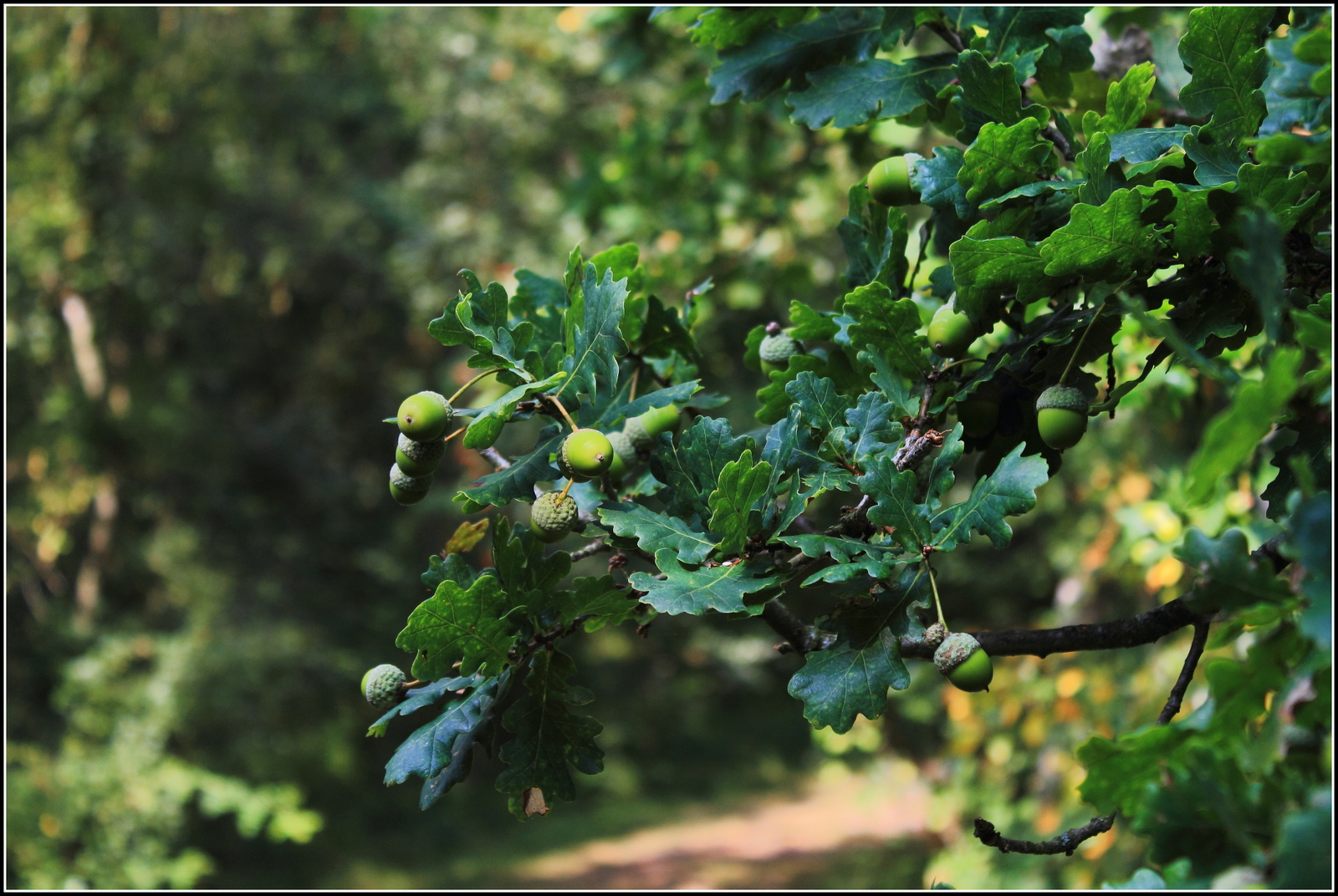 De herfst kan beginnen.