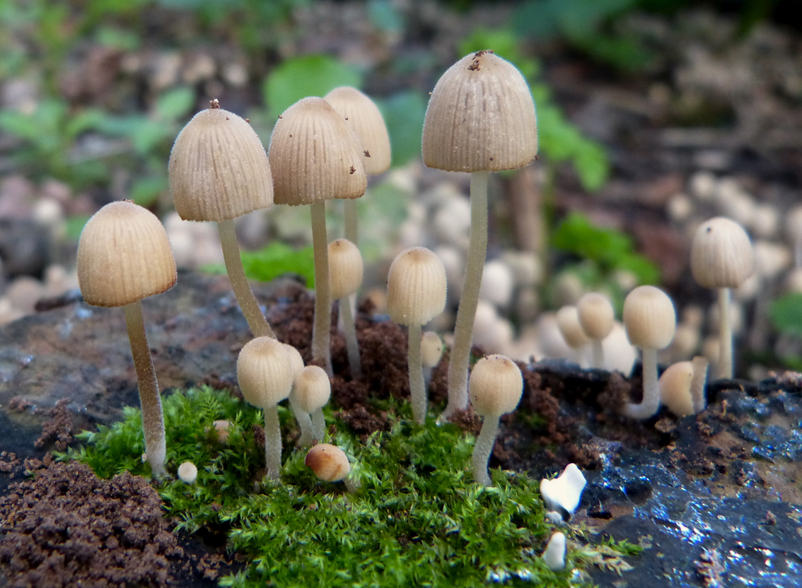 Zwerminktzwammetjes