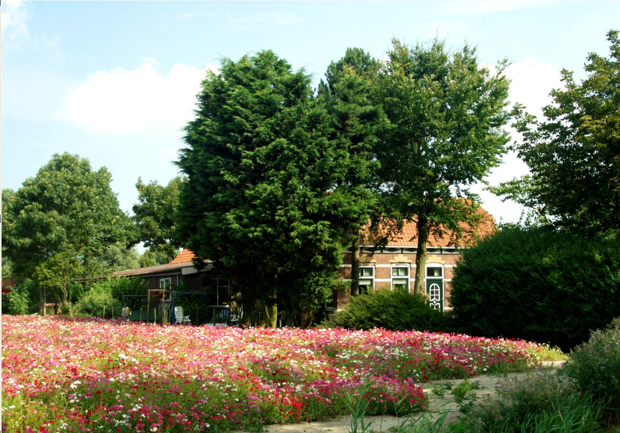 Bloemen in Zeeland