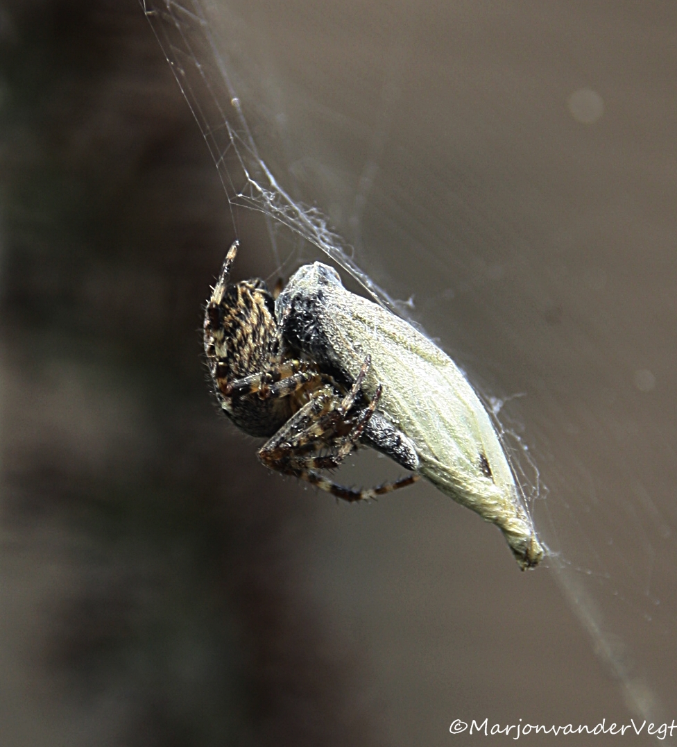 Spin met heerlijk hapje