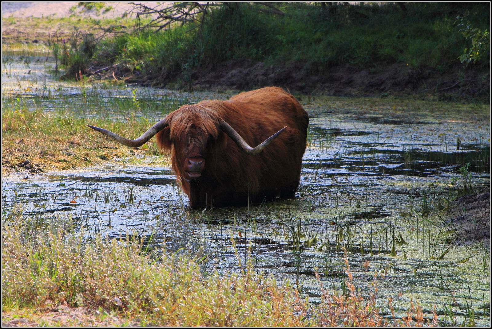 Bergense duinen schotse hooglander