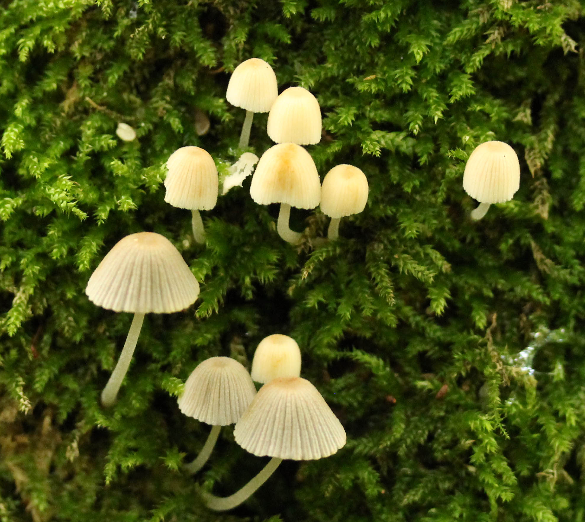 LED lampjes in het bos